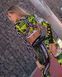 Рашгард BONA FIDE Rashguard Mini Military Edition Yellow Neon, S, Yellow Neon